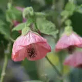 Abutilon Pink Lpoabupin - Garden Express Australia
