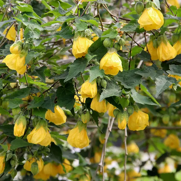 Abutilon Yellow Abutilon Yellow