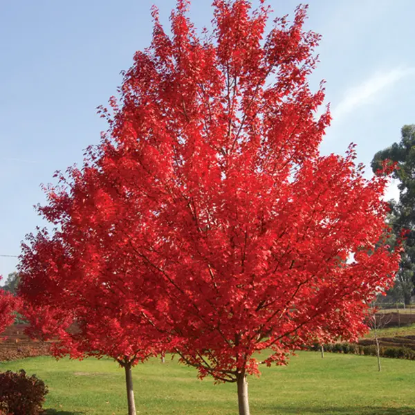 Maple- Acer Autumn Red