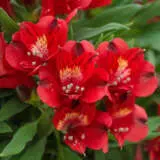 Alstroemeria Inca Fire P68alsifi - Garden Express Australia