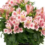 Alstroemeria Inca Flamingo P68alsifl - Garden Express Australia