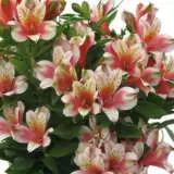 Alstroemeria Inca Sweety P68lsisw - Garden Express Australia