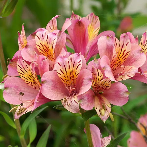 Alstroemeria Pink Value Pack