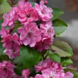 Crab Apple Wychwood Ruby Trecapwru - Garden Express Australia