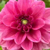 Dahlia Dusty Rose Pkdahdur - Garden Express Australia