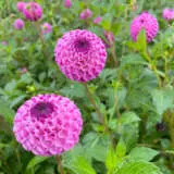 Dahlia Noreen Pkdahnor - Garden Express Australia