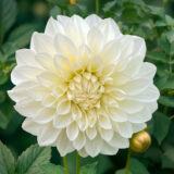 Dahlia Phdahsnp Snow Princess - Garden Express Australia