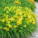 Daylily Stella D Oro Pkdlisdo - Garden Express Australia