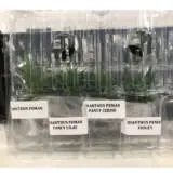 Dianthus Peman Collection Dianthus Peman Collection