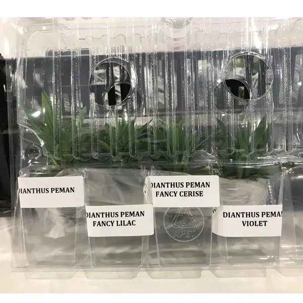 Dianthus Peman Collection Dianthus Peman Collection