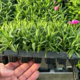 Dianthus Peman Collection Dianthus Peman Collection