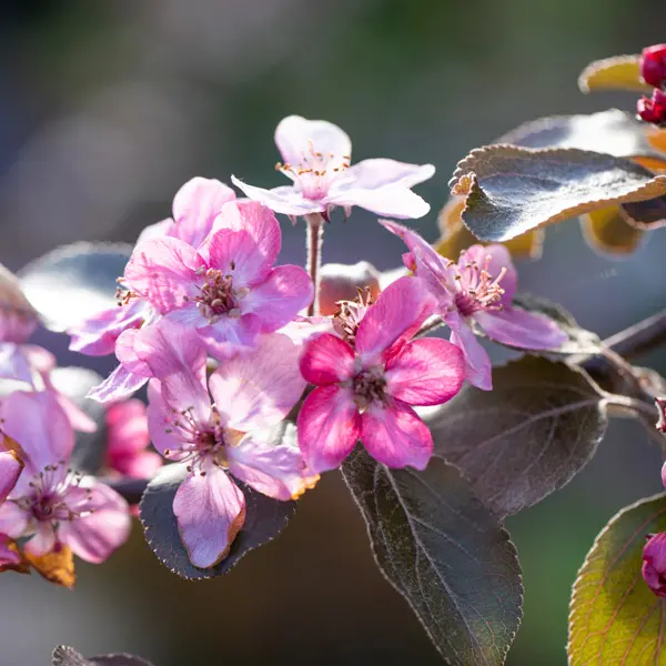 Dwarf Apple Magnus Summer Surprise (pbr)