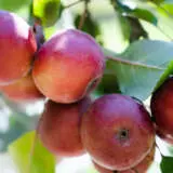 Dwarf Apple Magnus Summer Surprise Treappdmss - Garden Express Australia