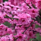 Dwarf Flowering Peach Pink Duchess Trefpedpd - Garden Express Australia