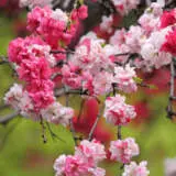 Dwarf Flowering Peach Versicolour Trefpedve - Garden Express Australia