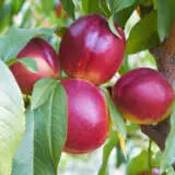 Dwarf Nectarine Early Rivers Trenecder - Garden Express Australia