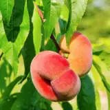 Dwarf Peach Angel Trepeadwa - Garden Express Australia