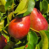 Dwarf Pear Red Princess Trepeadrp - Garden Express Australia