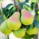 Dwarf Pear Sungold Trepeadsg - Garden Express Australia