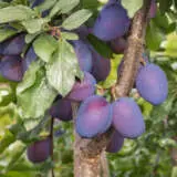 Dwarf Plum Damson Trepludda - Garden Express Australia