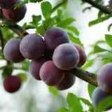 Dwarf Plum Ruby Blood Trepludrb - Garden Express Australia