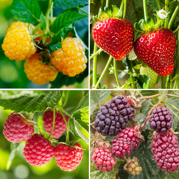 Fruit Salad Collection