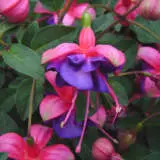 Fuchsia Heidi Joy P10fuchjo - Garden Express Australia