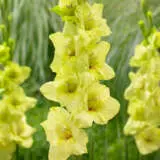 Gladioli Prima Verde Pkglapve - Garden Express Australia
