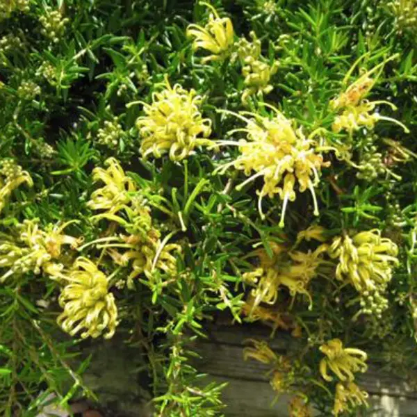 Grevillea Gold Cluster (pbr)