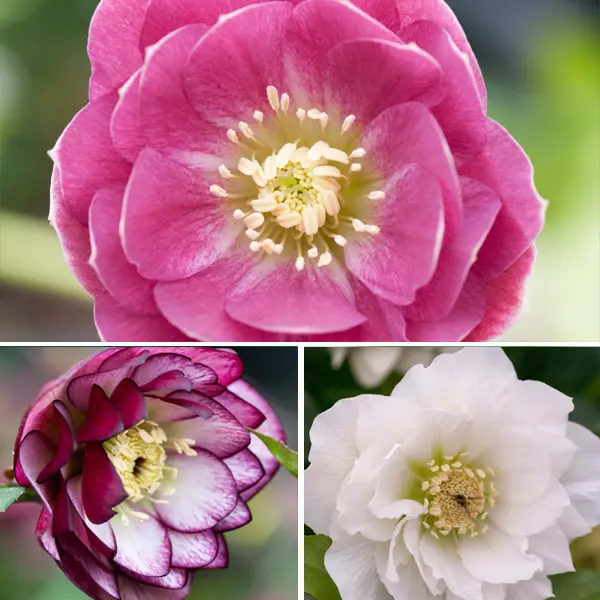Hellebore Double Collection