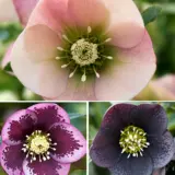 Hellebore Single Collection July 2025 Colhelsco - Garden Express Australia
