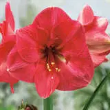 Hippeastrum Hercules Bulhiphrc - Garden Express Australia