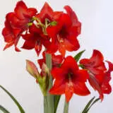 Hippeastrum Rapido Bulhiprap - Garden Express Australia