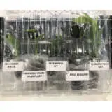 Indoor Plants Starter Pack Indoor Plants Starter Pack