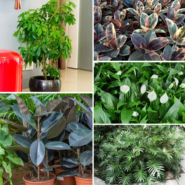 Indoor Plants Starter Pack