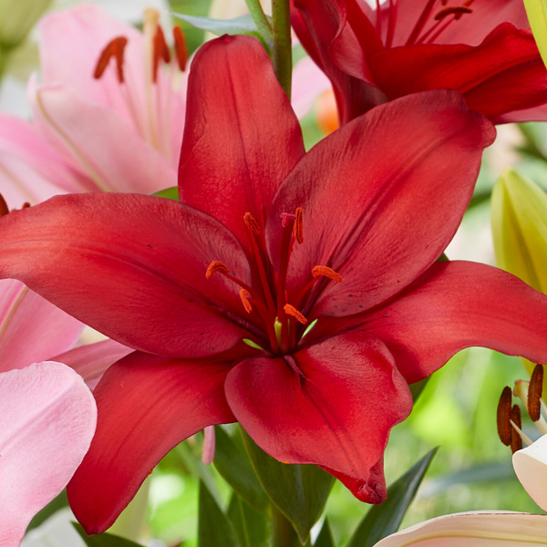 Lilium Batavus