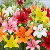 Lilium La Hybrid Mixed Pklillmx 2025 - Garden Express Australia