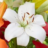 Lilium Puma Pklilpum 2025 - Garden Express Australia