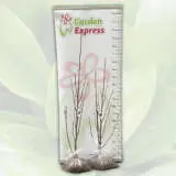 Magnolia Heaven Scent Magnolia Heaven Scent