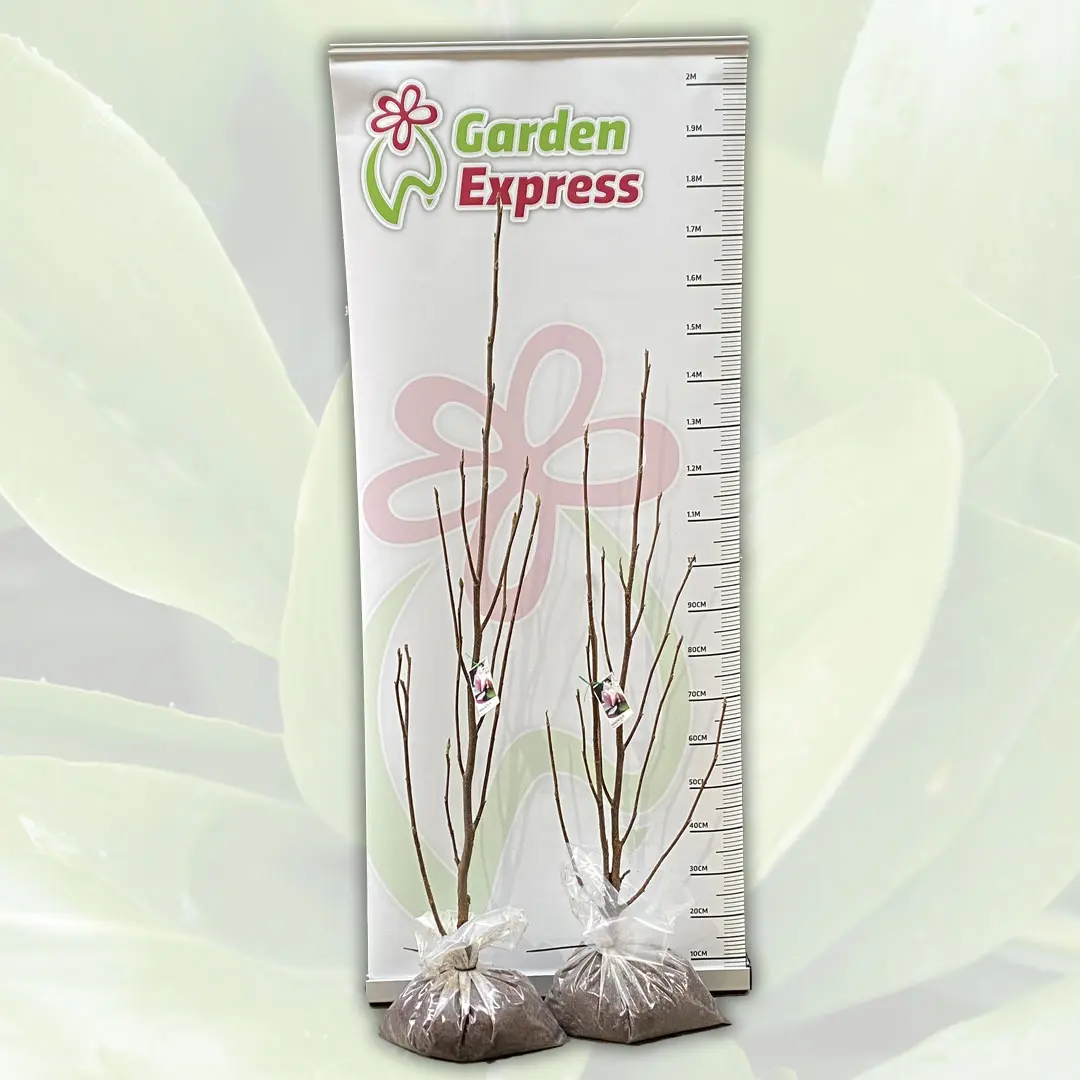 Magnolia Heaven Scent Magnolia Heaven Scent