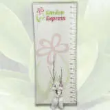 Magnolia Stellata Magnolia Stellata