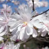 Magnolia Stellata Tremagste - Garden Express Australia