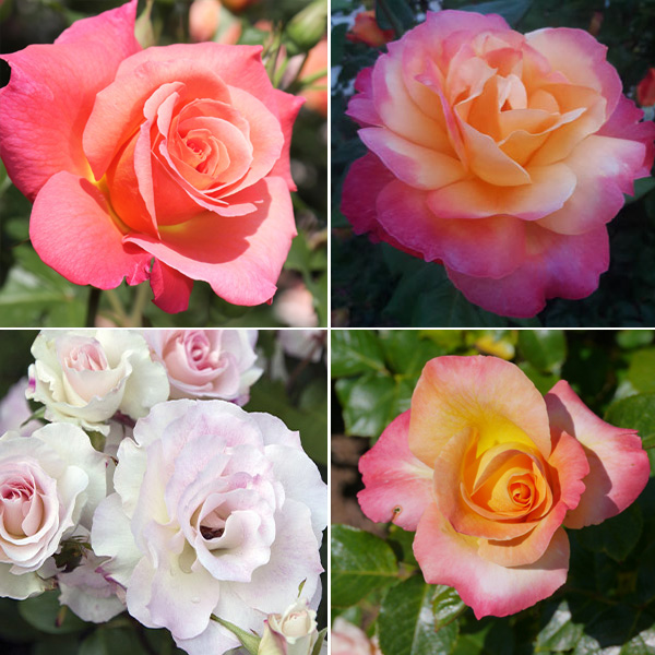 Rose Blush Collection - 4 Roses - Garden Express