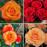 Rose Blaze Collection 1 2025 Colrosblz - Garden Express Australia