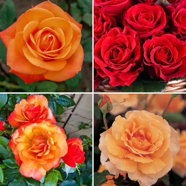 Rose Blaze Collection – 4 Roses