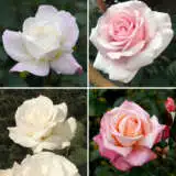 Rose Blush Collection 1 Colrosblu - Garden Express Australia
