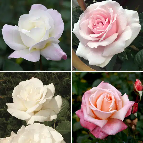 Rose Blush Collection – 4 Roses Rose Blush Collection – 4 Roses