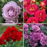 Rose Passion Collection Colrospas - Garden Express Australia