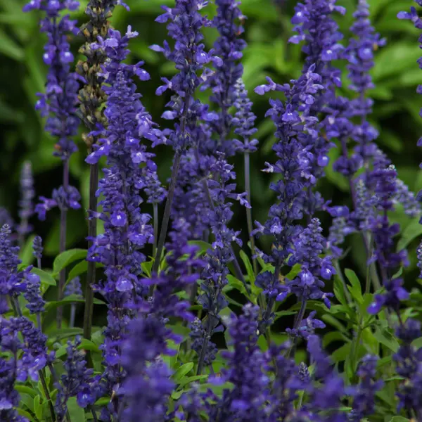 Salvia Big Blue Salvia Big Blue