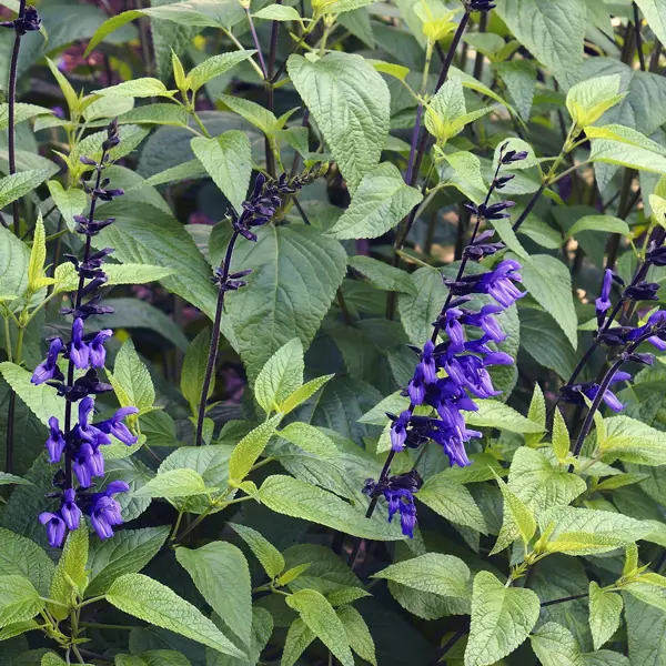 Salvia Black & Blue Salvia Black & Blue
